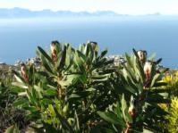 Protea Lepidocarpodendron on St James Peak