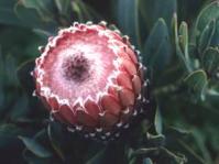 Protea magnifica