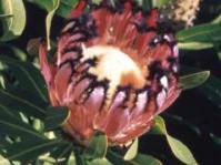 Protea neriifolia
