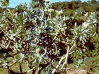 Protea nitida in cultivation