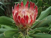 Protea obtusifolia