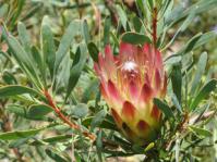 Protea repens