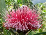 Flowerhead
