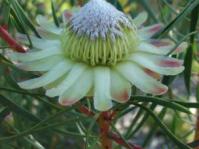 Protea scolymocephala