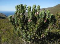 Protea stokoei bush