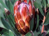 Protea susannae