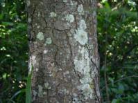 Prunus africana