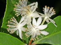 Pseudoscolopia polyantha.  Image A E van Wyk