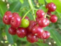 Fruits