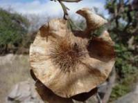 Seedpod Photo Geoff Nichols