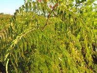 Pterolobium stellatum shrub