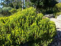 Growing in Kirstenboschj