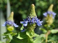 Coleus livingstonei 