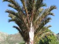 Image of Raphia tree
