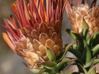 Relhania speciosa flower heads