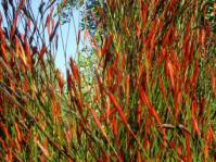 Female inflorescences of Restio dispar