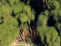 Restio quadratus