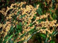 Restio multiflorus