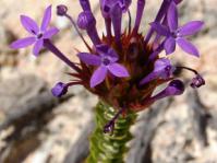 Rhigiophyllum squarrosum flowers