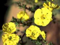 Rhigozum obovatum flower
