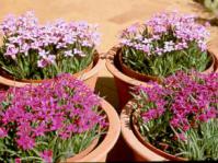 Rhodohypoxis baurii