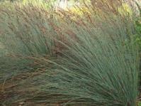 Rhodocoma fruticosa