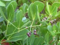 Rhoicissus digitata