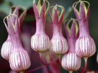 Riocreuxia picta flowers