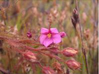 Flower of Roridula dentata