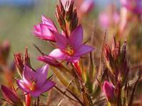 Roridula gorgonias flowerheads