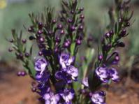 In flower