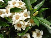 Rothmannia globosa