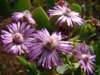 Ruschia maxima