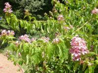 × Ruttyruspolia `Phyllis van Heerden' shrub Photo © Stafford Smithies 