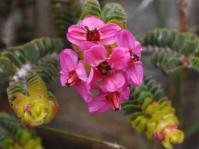 Flowers with ruptured pollen sacs