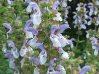 In flower