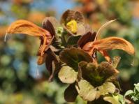 Salvia aurea