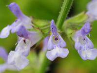Salvia aurita var. aurita