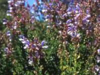 Salvia chamelaeagnea