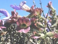 Flowers and clayx which remains after flower falls