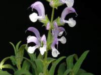 Salvia disermas shrub