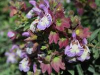 Flowers of Salvia dolomitica