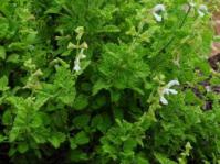 Salvia garipensis shrub