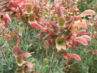 Image of Salvia lanceolata flowers