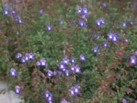 Salvia muirii