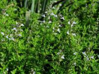 Salvia namaensis shrub