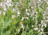 Salvia repens