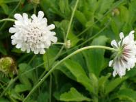 Scabiosa drakensbergensis