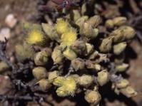 Sceletium tortuosum