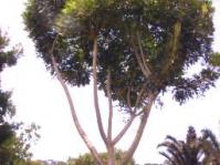 Schefflera umbellifera